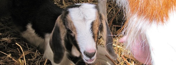 Gemma the baby goat ready for breakfast