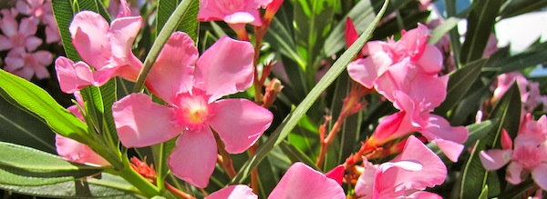 pink oleander / oleandro rosa