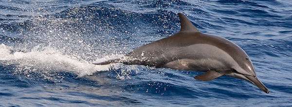 Dolphin by Alessandro Caproni on Flickr